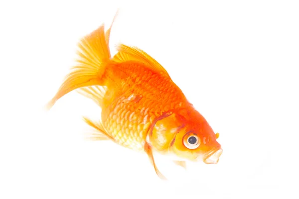 Gold fish. — Stock Photo, Image