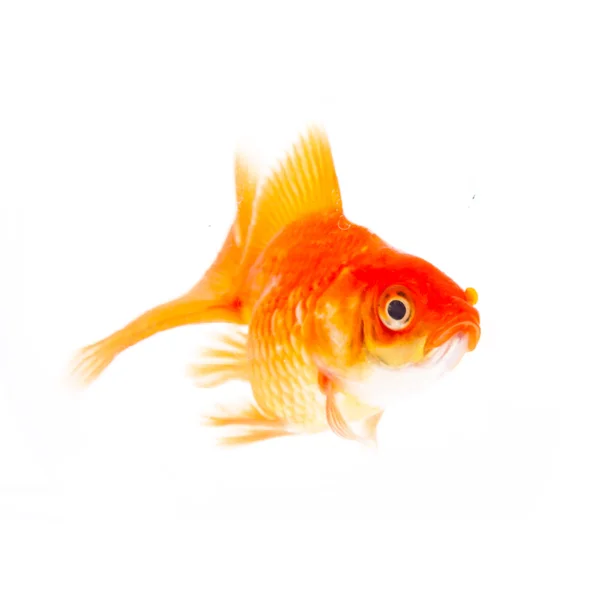 Gold fish. — Stock Photo, Image