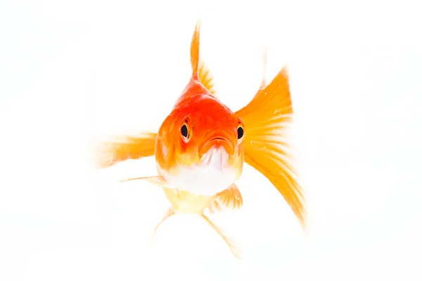 Gold fish. — Stock Photo, Image