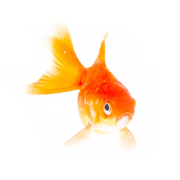 Gold fish. — Stock Photo, Image