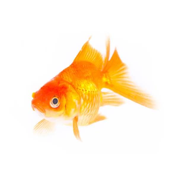 황금 물고기. — 스톡 사진