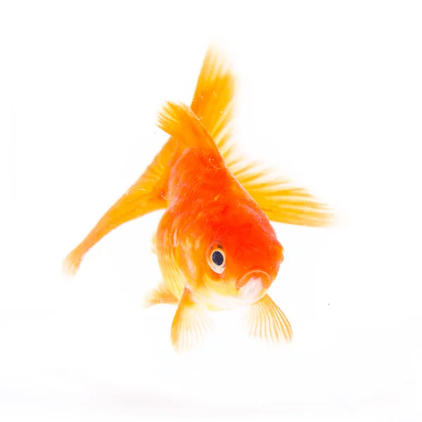 Gold fish. — Stock Photo, Image