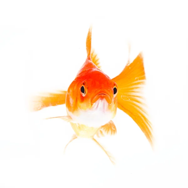 Gold fish. — Stock Photo, Image