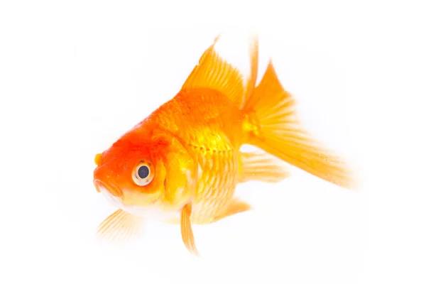 Gold fish. — Stock Photo, Image