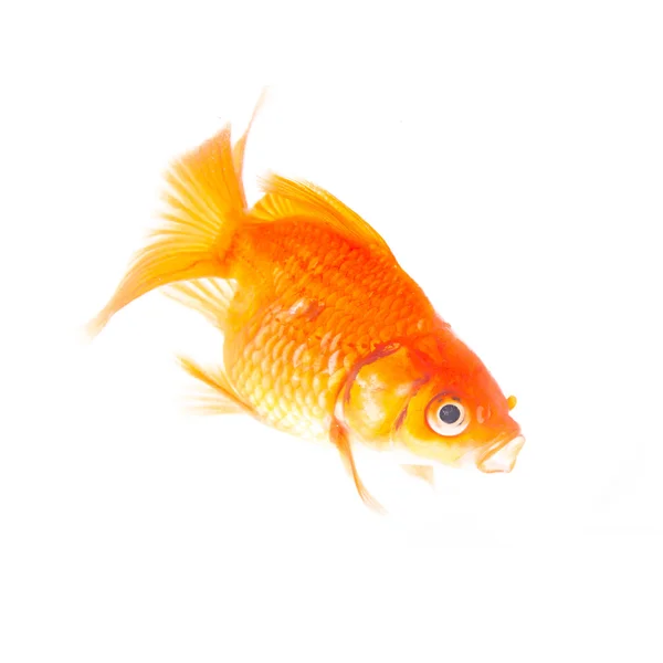 Gold fish. — Stock Photo, Image