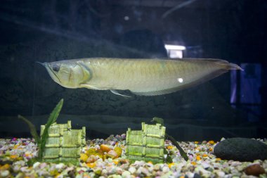 tatlı su balıkları