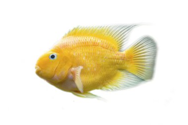 Altın gurami balığı