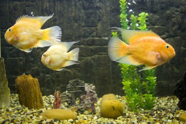 bıyıkları ile altın gurami