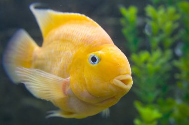 bıyıkları ile altın gurami