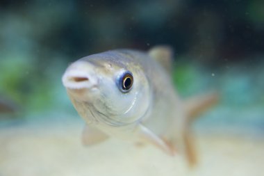 tatlı su balıkları