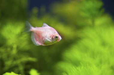 Tropikal Akvaryum Balık