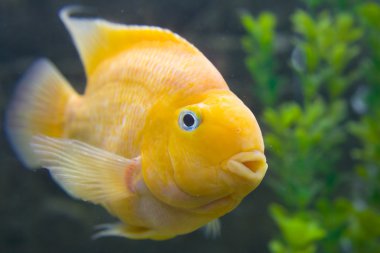 bıyıkları ile altın gurami