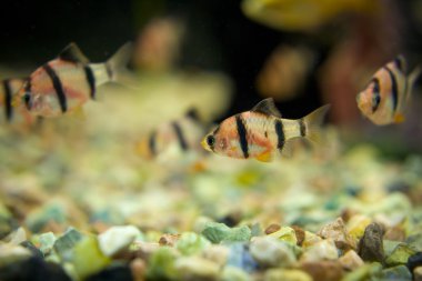 akvaryum balık - barbus tetrazona