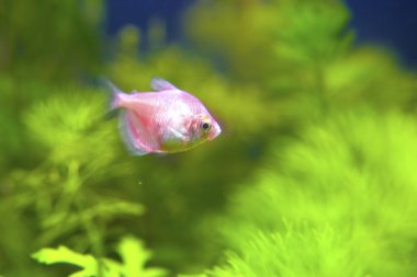 Tropikal Akvaryum Balık