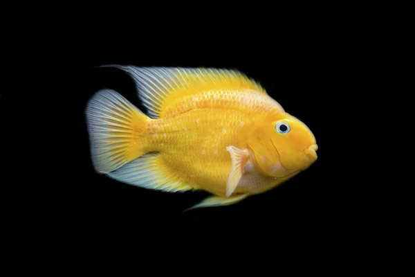 黑色背景上的金色鱼鱼 — 图库照片