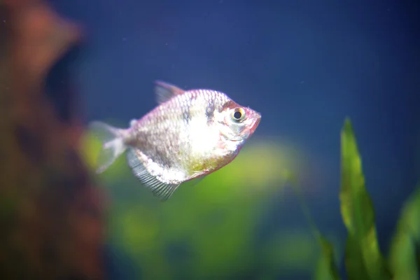 Tropical aquarium fish — Stock Photo, Image