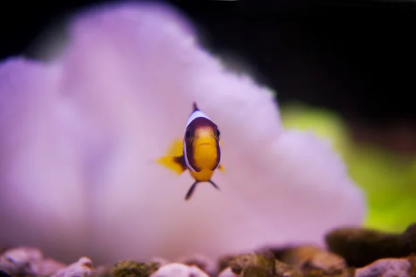 Maledivy anemonefish v sasanky — Stock fotografie