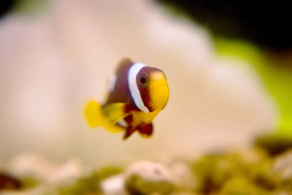 Maldive anemonefish in anemone — Stock Photo, Image