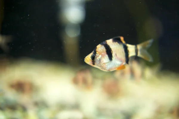 Poissons d'aquarium - barbus tetrazona — Photo