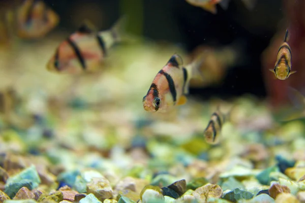 Aquarium fish - barbus tetrazona — Stock Photo, Image