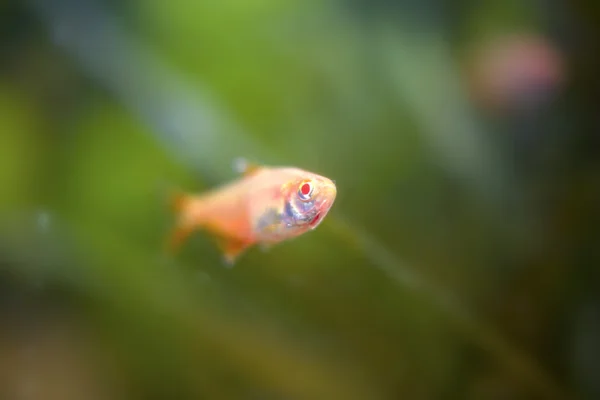 Tropische Aquarienfische — Stockfoto