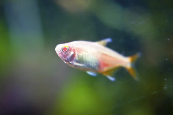 Peces de acuario tropical —  Fotos de Stock