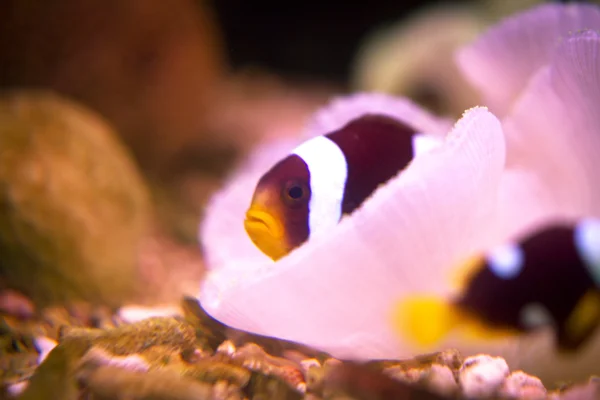 Maldive anemonefish in anemone — Stock Photo, Image