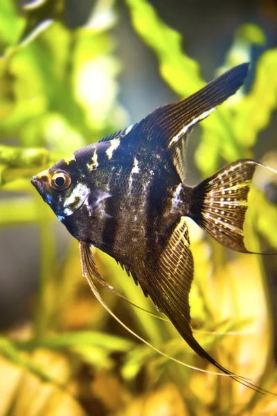 A green beautiful planted tropical freshwater aquarium with fish pterophyllum scalare — Stock Photo, Image