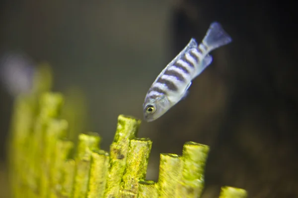 Aquarium Fish — Stock Photo, Image