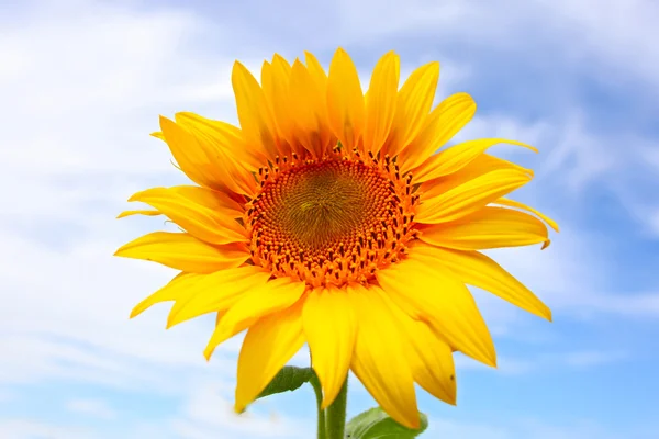 Beautiful sunflowers in the field with bright blue sky with clouds — Stock Photo, Image