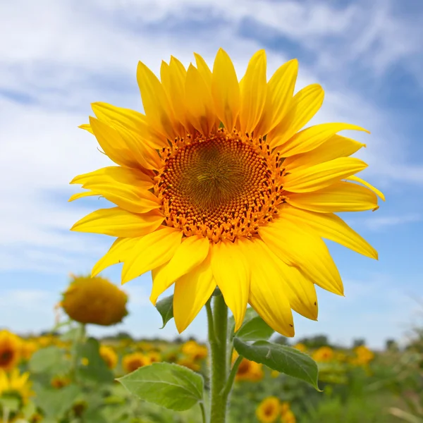 Krásné slunečnice v poli s jasně modrou oblohu s mraky — Stock fotografie