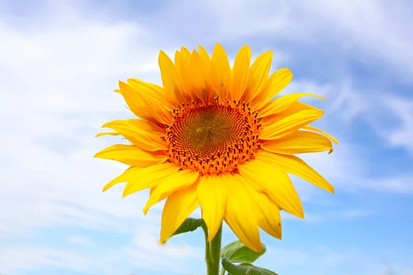 Schöne Sonnenblumen auf dem Feld mit strahlend blauem Himmel mit Wolken — Stockfoto