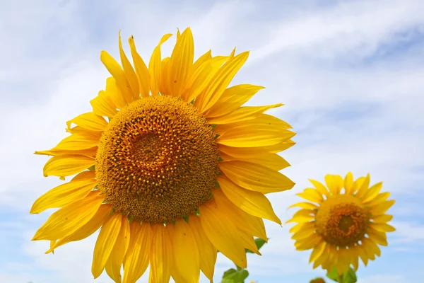 Schöne Sonnenblumen auf dem Feld mit strahlend blauem Himmel mit Wolken — Stockfoto