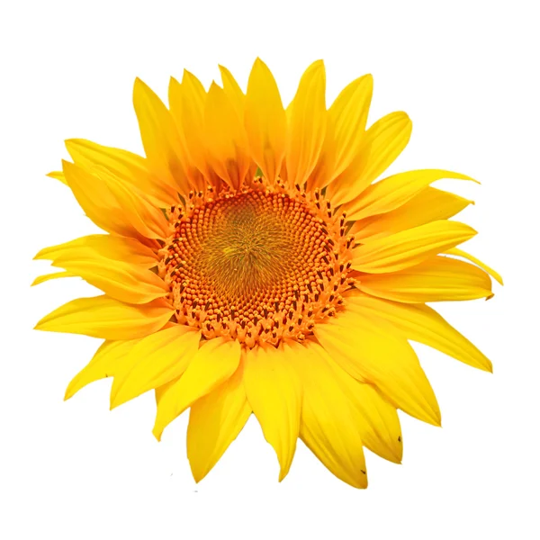 Sunflower, isolated on a white background — Stock Photo, Image