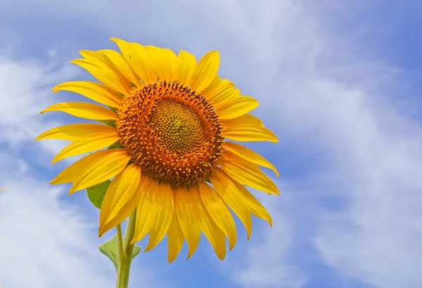 Beautiful sunflowers in the field with bright blue sky with clouds — Stock Photo, Image