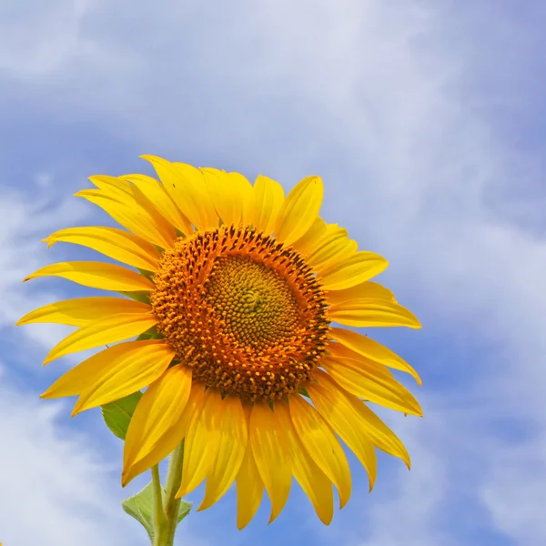 Beautiful sunflowers in the field with bright blue sky with clouds — Stock Photo, Image