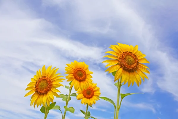 Hermosos girasoles en el campo con cielo azul brillante con nubes — Foto de Stock