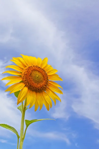 Hermosos girasoles en el campo con cielo azul brillante con nubes — Foto de Stock