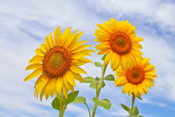 Belos girassóis no campo com céu azul brilhante com nuvens — Fotografia de Stock