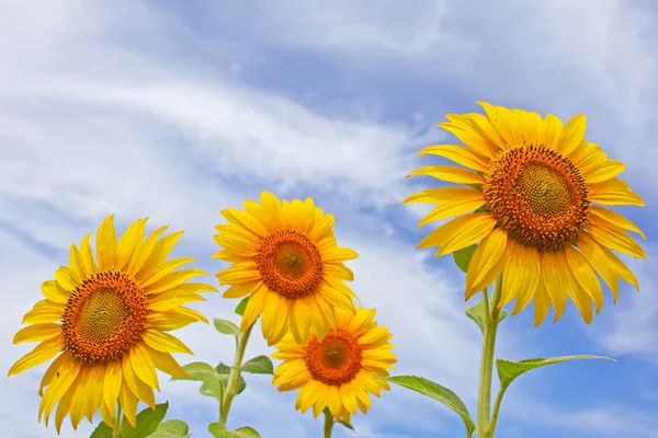 Schöne Sonnenblumen auf dem Feld mit strahlend blauem Himmel mit Wolken — Stockfoto