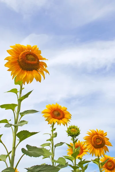 Beautiful sunflowers in the field with bright blue sky with clouds — Stock Photo, Image