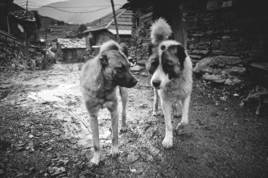komik çoban köpekleri