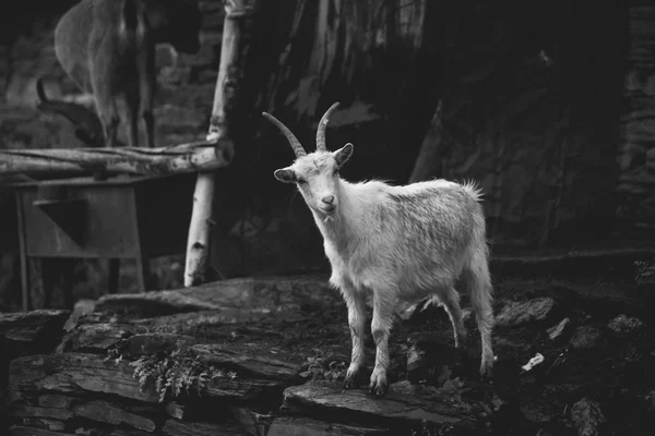 Чорно-білі козла в ushgul — стокове фото