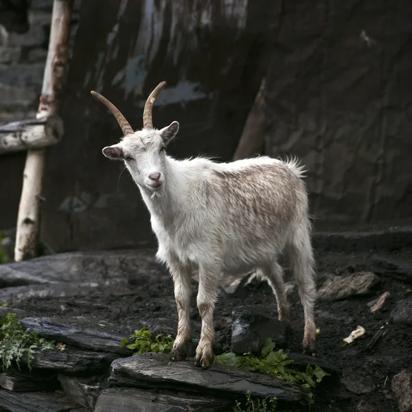 Goat in Ushguli — Stock Photo, Image