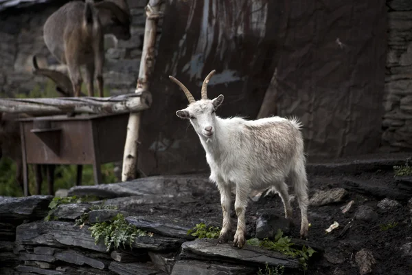 Goat in Ushgul — Stock Photo, Image