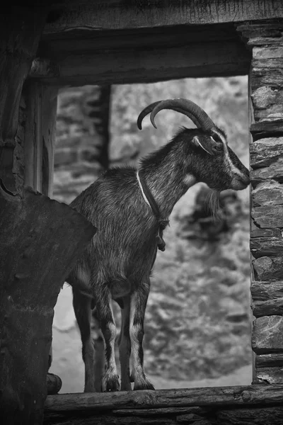 Black and white goat in Ushguli — Stock Photo, Image