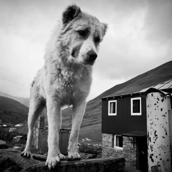 Cão pastor preto e branco — Fotografia de Stock