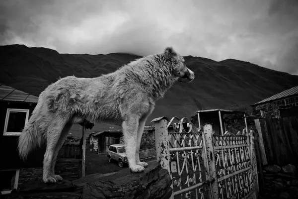 Bianco e nero cane da pastore — Foto Stock