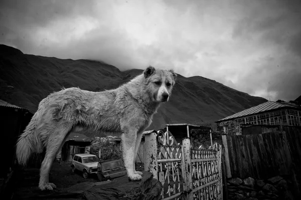 Bianco e nero cane da pastore — Foto Stock