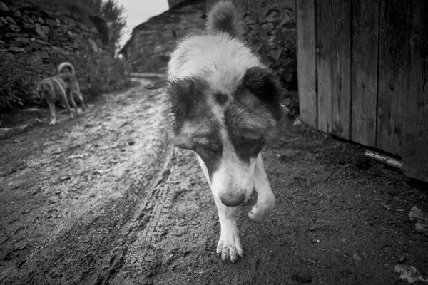 Cães ovinos pretos e brancos — Fotografia de Stock